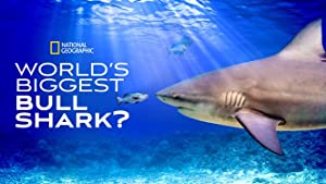 Nonton Film World”s Biggest Bull Shark (2021) Subtitle Indonesia