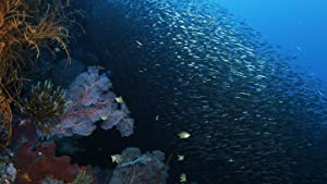 Nonton Film Wild Window: Bejeweled Fishes (2016) Subtitle Indonesia